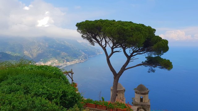 Pinienbaum Amalfi