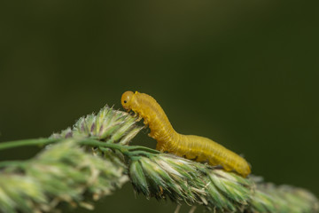 Raupe des Frühlingskreuzflüglers