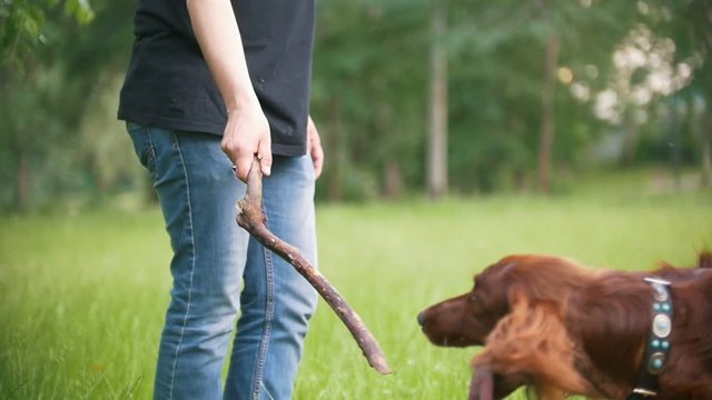 Young man plays with his pet dog - irish setter. Male give him branch of the tree