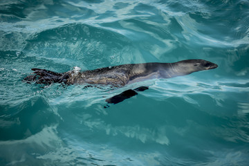 Naklejka premium Ameryka Południowa