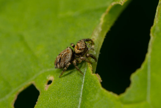 Springspinne sitzt auf einem Blatt