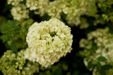 Hydrangeas in the wild. In the Park. Flowering