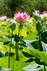 Lotusblüte - Nelumbo