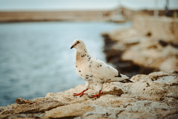 White pigeon