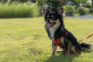 black chihuahua is sitting on the lawn and smiling happily. Chihuahua is a small dog popular in the home. Have a playful and cheerful habit.