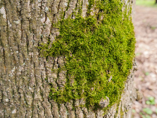 Green moss on a tree. Selective focus with shallow depth of field.