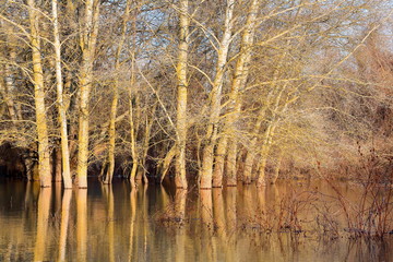 Poplar trees (tree trunks) standing in water of Danube river during a spring floods on a calm sunny day. Reflection of tree trunks in water