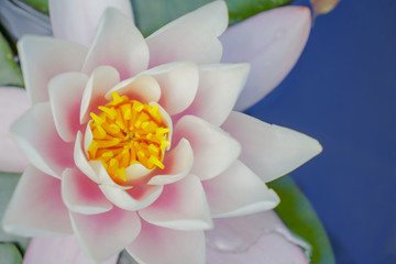 flowering pink water lily - lotus in a garden in a pond. ‘Masaniello’ – Nymphaea.