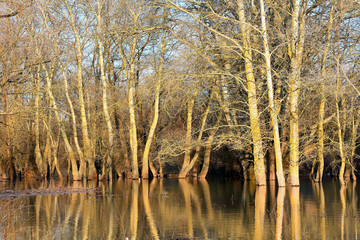 Poplar trees (tree trunks) standing in water of Danube river during a spring floods on a calm sunny day. Reflection of tree trunks in water