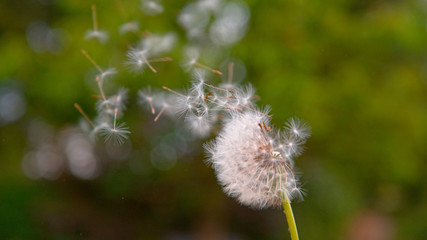 CLOSE UP: Strong wind blows away the fuzzy dandelion seeds off the green stem