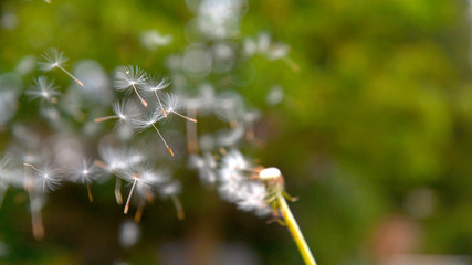 CLOSE UP, DOF: Small fluffy white particles fly off of the stem of a dandelion.