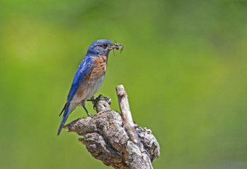 Male Bluebird perched on a wooden snag.