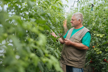 The farmer controls the growth of tomatoes in the greenhouse