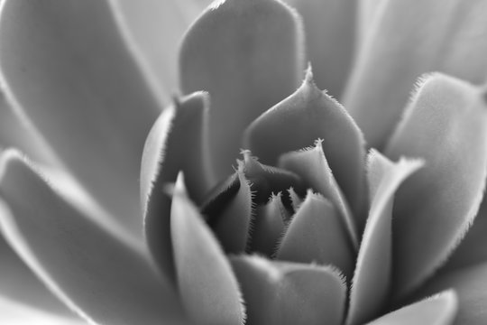 black and white background. natural patterns. closeup succulent. 