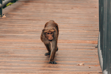  A monkey is running on the floor