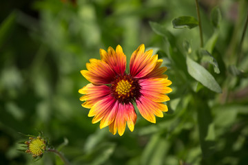 Beautiful flower with red center, yellow coloring on the outside