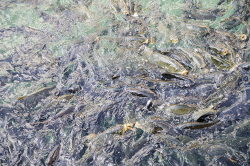 Fish Lake of Urfa, Balıklı Göl