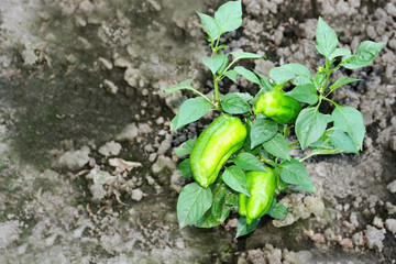 Pepper ripens in the garden.
