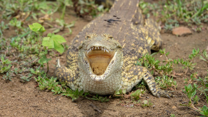 Krokodil an einem Flussufer in Afrika