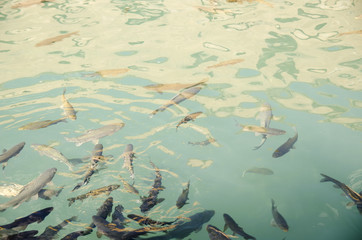 Fish Lake of Urfa, Balıklı Göl