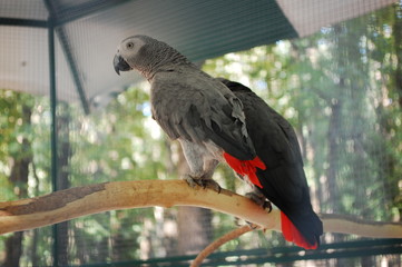 Obraz premium Psittacus erithacus, grey parrot, Congo grey parrot, African grey parrot