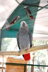Psittacus erithacus, grey parrot, Congo grey parrot, African grey parrot