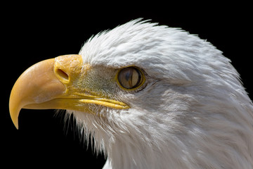 Nictitating membrane of bald eagle. Close-up of bird eye with third eyelid closing.