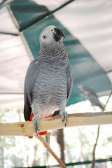 Psittacus erithacus, grey parrot, Congo grey parrot, African grey parrot