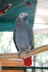 Psittacus erithacus, grey parrot, Congo grey parrot, African grey parrot