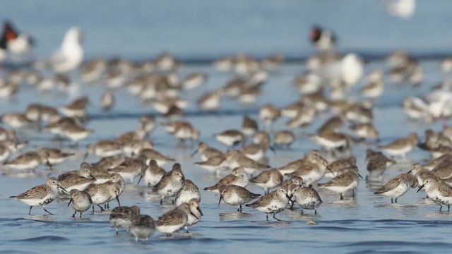 ハマシギの群れ(dunlin)