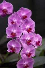 Fototapeta premium Pink Orchids in a vertical arrangement