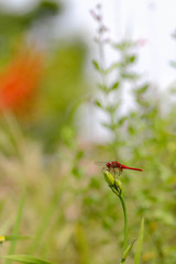 赤とんぼと花