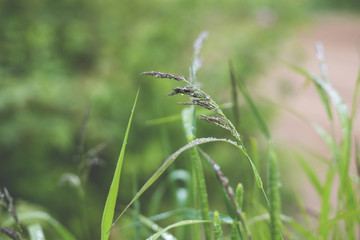 Green soft focused background of bright grass with rain drops