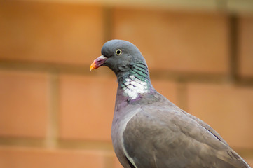 Close-up of a pigeon in front of a red brick wall