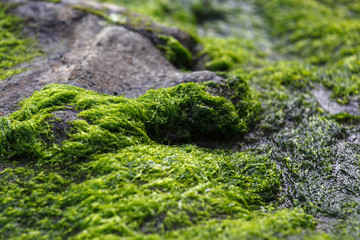 Green Moss, Seaweed Macro Image