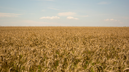 Naklejka premium Wheat field. Ears of golden wheat close up. Beautiful Nature Sunset Landscape. Rural Scenery under Shining Sunlight. Background of ripening ears of meadow wheat field. Rich harvest Concept. Soft focus