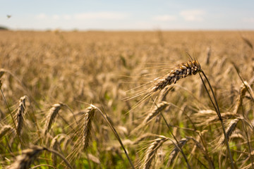 Wheat field. Ears of golden wheat close up. Beautiful Nature Sunset Landscape. Rural Scenery under Shining Sunlight. Background of ripening ears of meadow wheat field. Rich harvest Concept. Soft focus