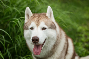 Portrait of smiley beige dog breed siberian husky with tonque hanging out sitting in the green forest