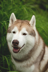 Naklejka na ściany i meble Close-up image of cute beige dog breed siberian husky with tonque hanging out sitting in the high green grass