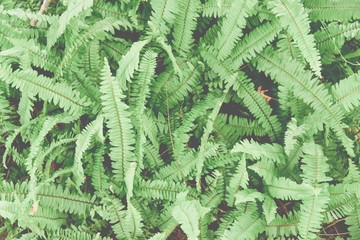 Green Fern Plants Background