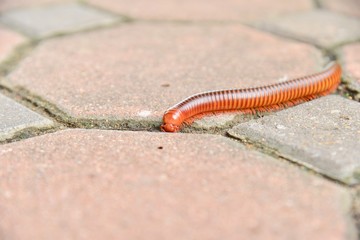 Close-Up View of a Giant Millipede Crawling on the Ground
