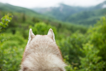 Fluffy ears of siberian husky in the forest. Close-up of dog's ears on natural green mountain background.