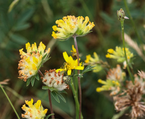 Fototapeta premium Anthyllis vulneraria (common kidneyvetch, kidney vetch or woundwort) blooming in spring