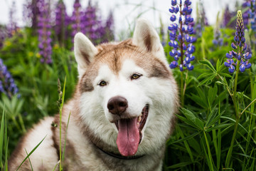 Portrait of smiley beige dog breed siberian husky with tonque hanging out sitting in lupin flowers