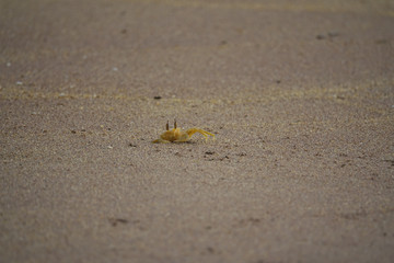 Crab emerged from a sandy hole on the beach. The coast of Sri Lanka