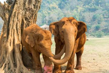 Elephant couple playing near tree