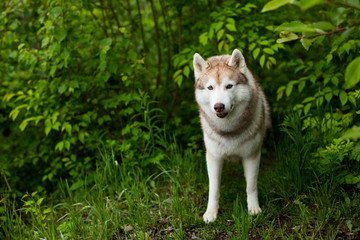 Portrait of gorgeous beige and white Siberian Husky dog standing in the green forest on a rainy day