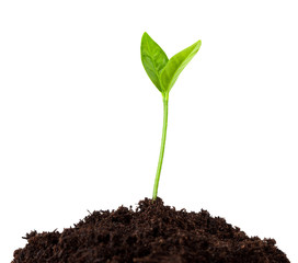 young plant growing from soil, sprout isolated on white background, clipping path