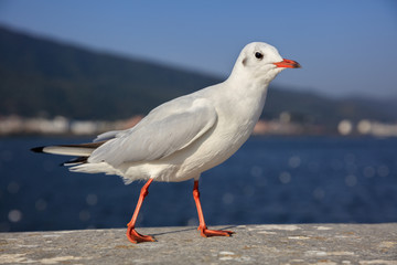 Seagull with an angry expression on its face