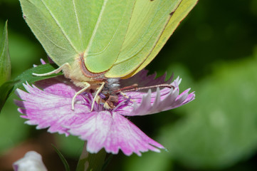 zitronenfalter auf Blüte